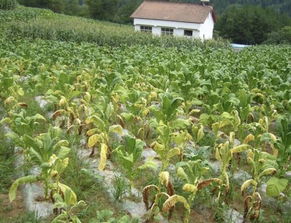 重茬種植危害大,農(nóng)民朋友種地不能光看到眼前利益