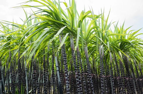 甜蜜的本質(zhì) 1個殘酷的歷史結(jié)局