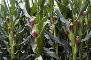 玉米控旺的最佳時機(jī)是何時 噴施化學(xué)調(diào)節(jié)劑控旺