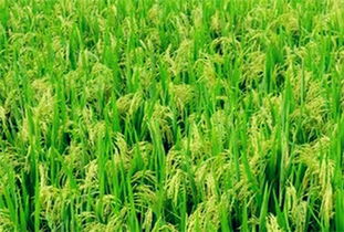 全國各個地區(qū)主要農(nóng)作物大盤點(diǎn)