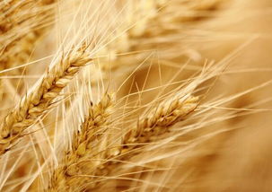 寒流對農(nóng)產(chǎn)品價格影響有哪些